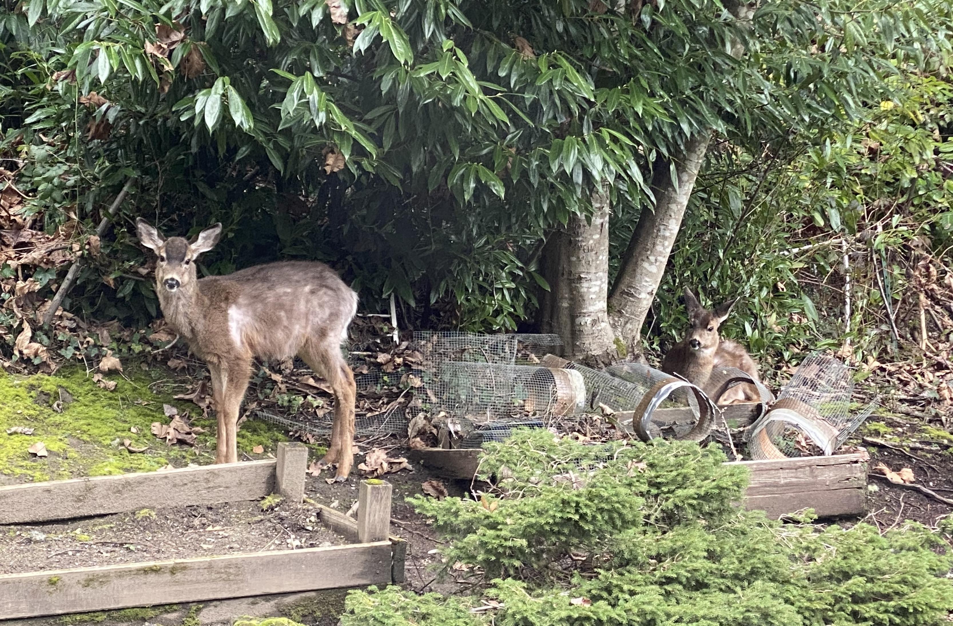 Two deer in the north garden beds, which are a mess due to reasons, but the deer like them anyway. One is lying down under one of the trees behind the beds, the other is standing up between the beds. Both are paying close attention to the photographer, and are very fuzzy.