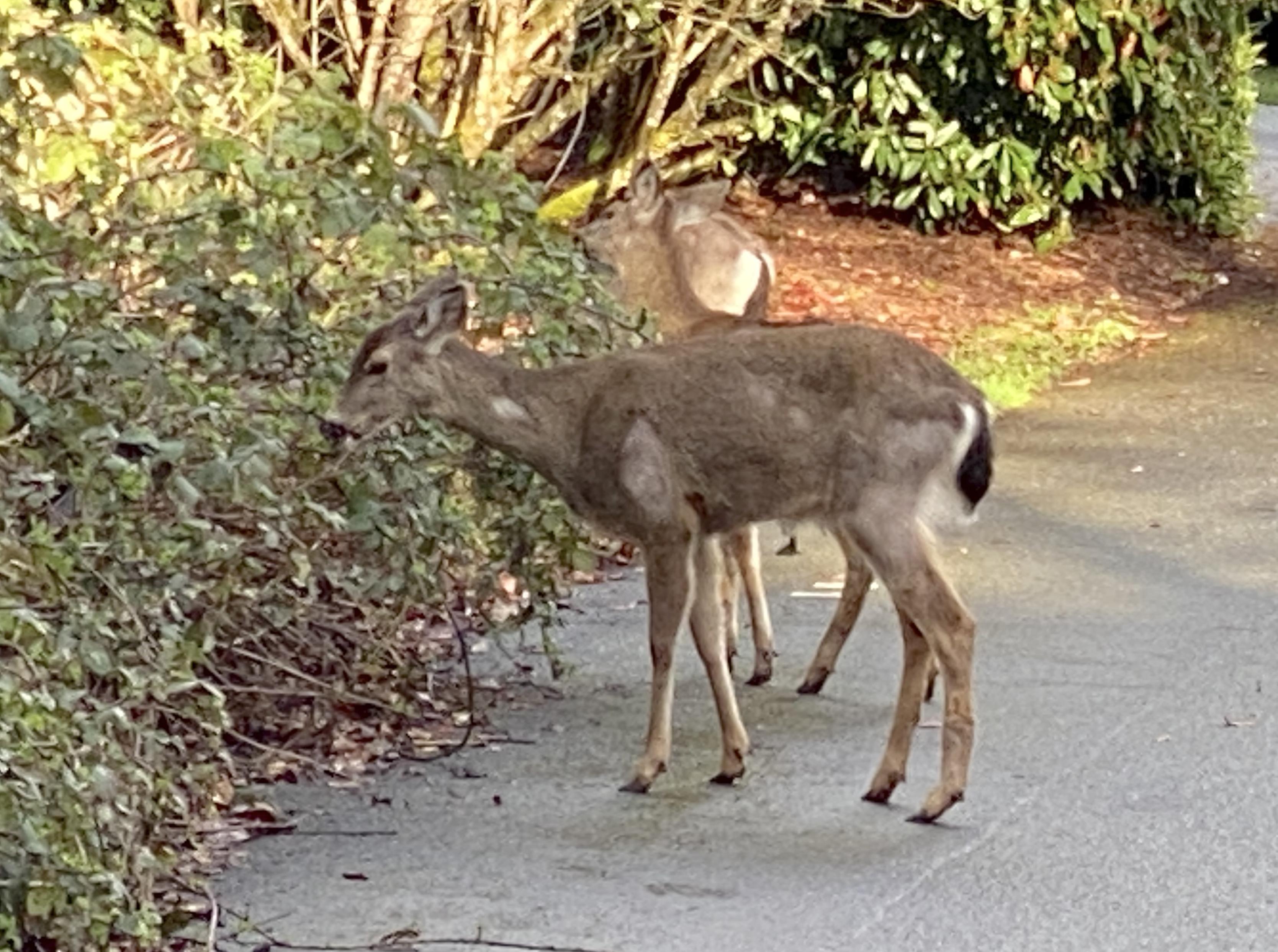three deer, one in front, two partially or mostly obscured behind the first one, along the side of an asphalt road nibbling at blackberry vines.